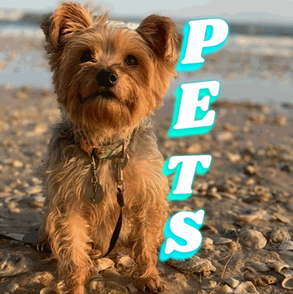 Pet Accessories - Picture 2 of 2